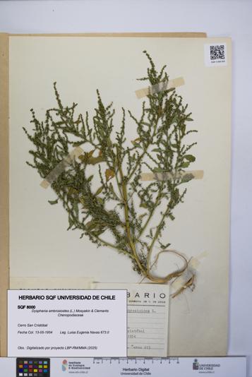 Dysphania ambrosioides [Espécimen: UCH:SQF:0008000]