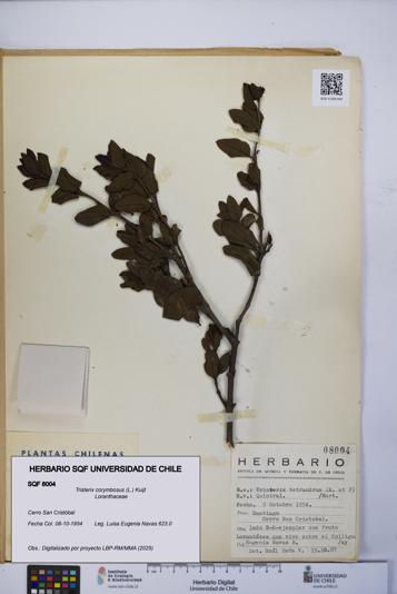 Tristerix corymbosus [Espécimen: UCH:SQF:0008004]