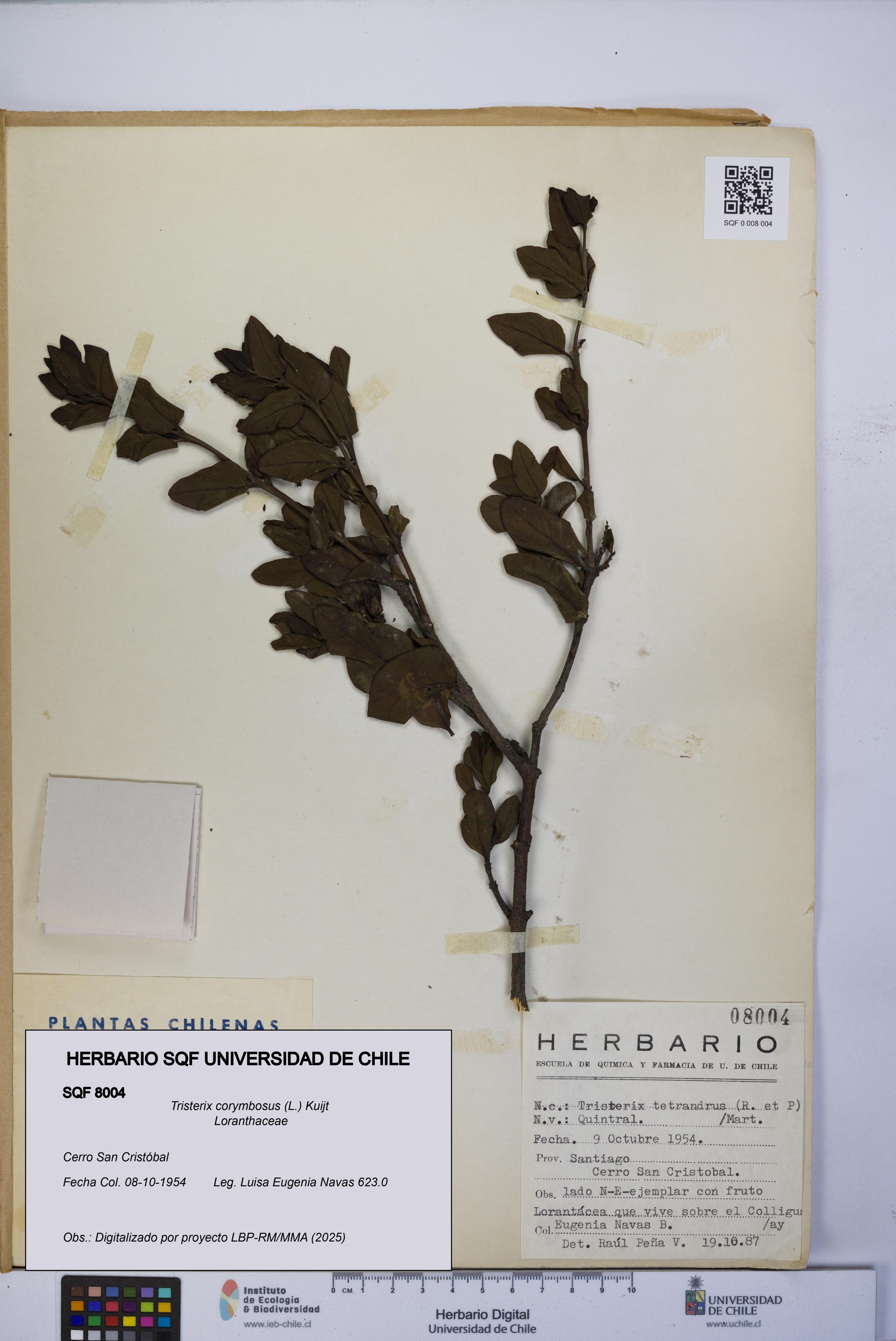 Tristerix corymbosus [Espécimen: UCH:SQF:0008004]