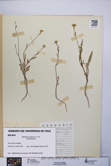 Rapistrum rugosum [Espécimen: UCH:SQF:0008013]