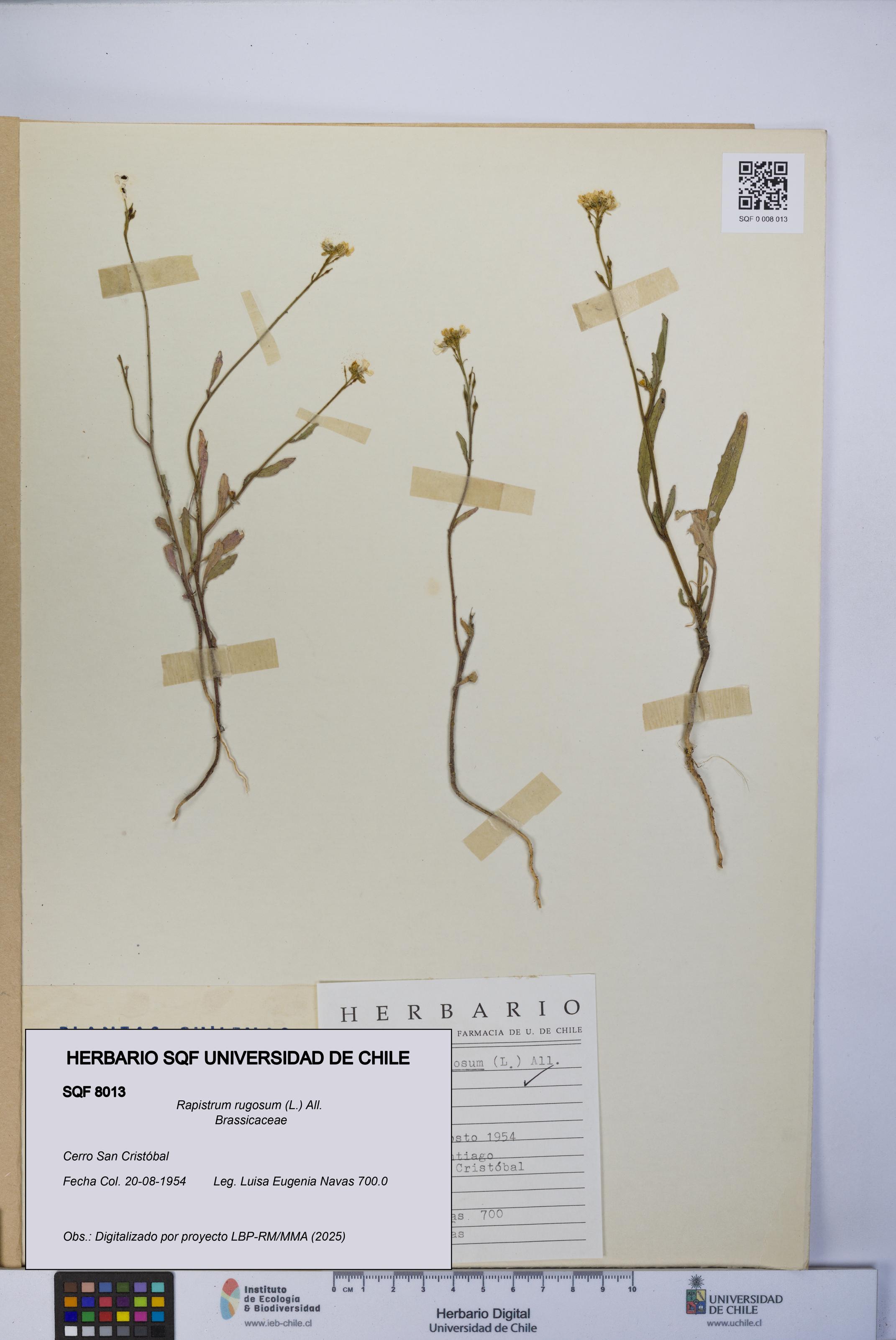 Rapistrum rugosum [Espécimen: UCH:SQF:0008013]