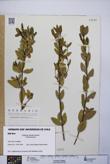 Colliguaja odorifera [Espécimen: UCH:SQF:0008014]