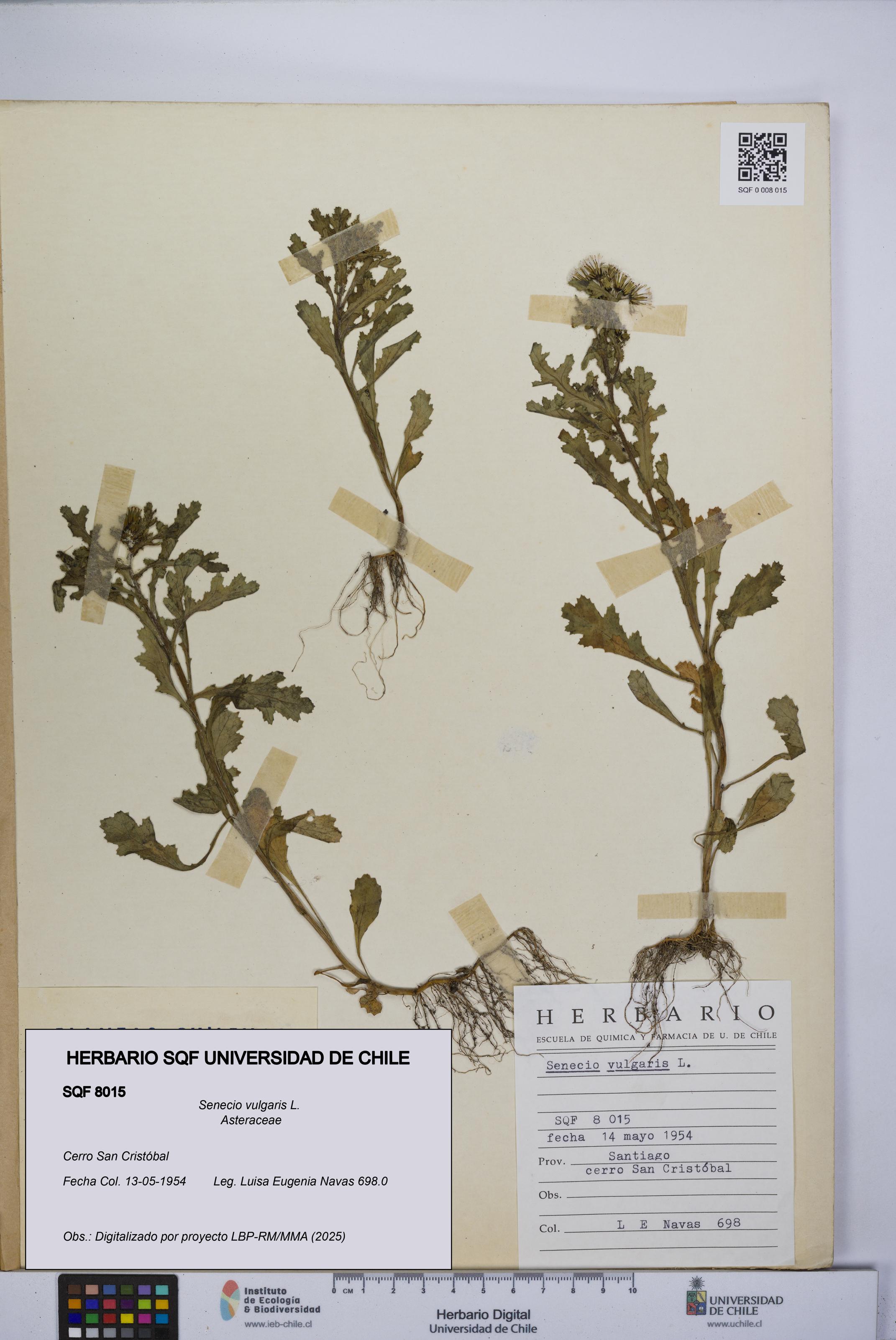 Senecio vulgaris [Espécimen: UCH:SQF:0008015]