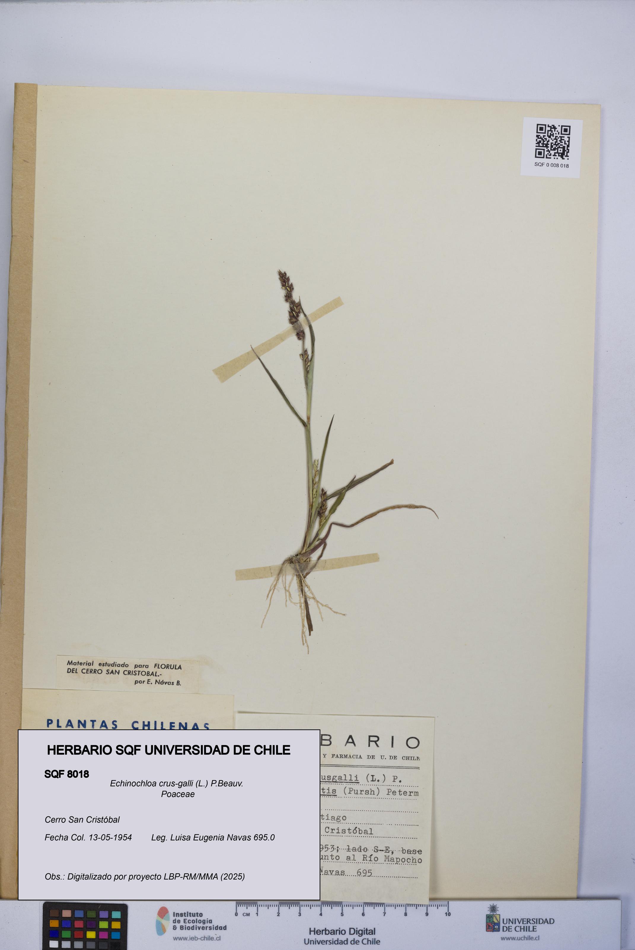 Echinochloa crus-galli [Espécimen: UCH:SQF:0008018]