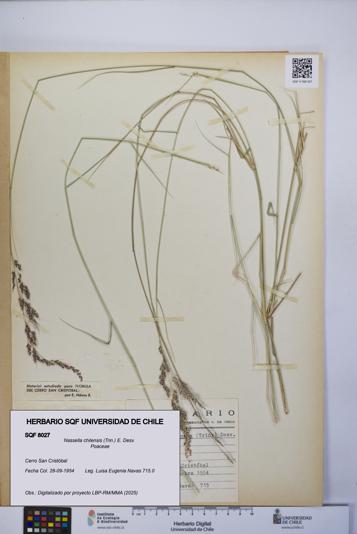 Nassella chilensis [Espécimen: UCH:SQF:0008027]