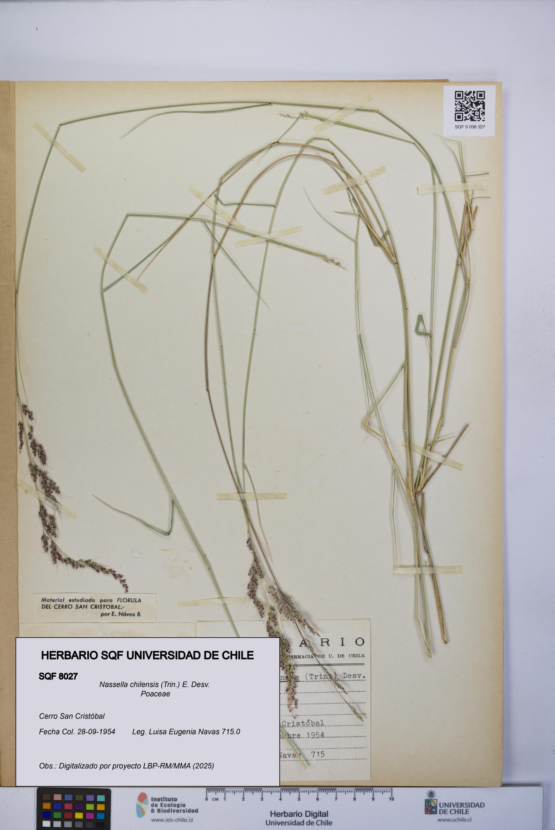 Nassella chilensis [Espécimen: UCH:SQF:0008027]