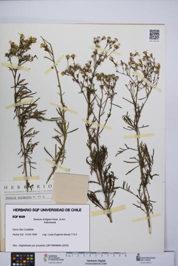 Senecio bridgesii [Espécimen: UCH:SQF:0008029]