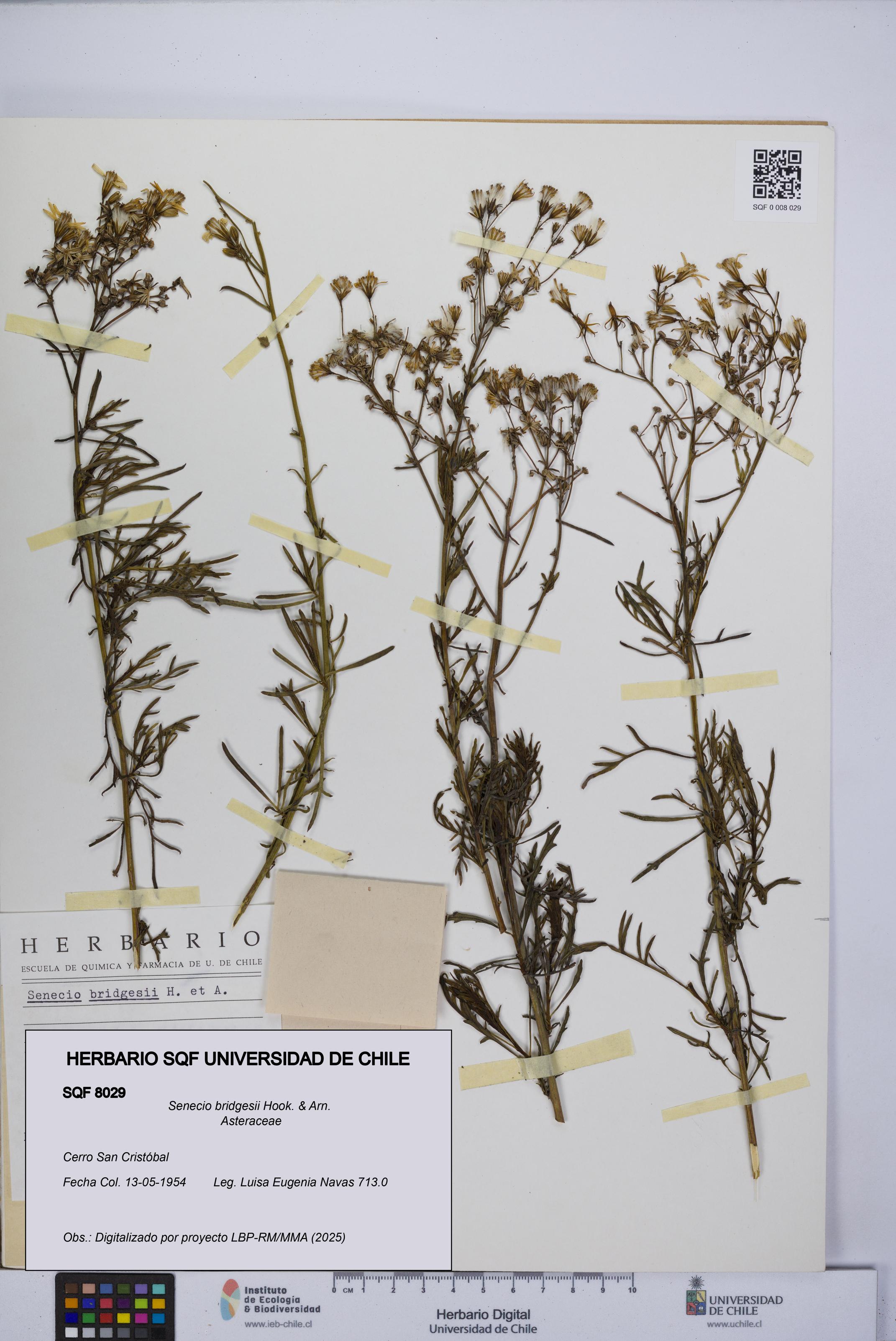 Senecio bridgesii [Espécimen: UCH:SQF:0008029]