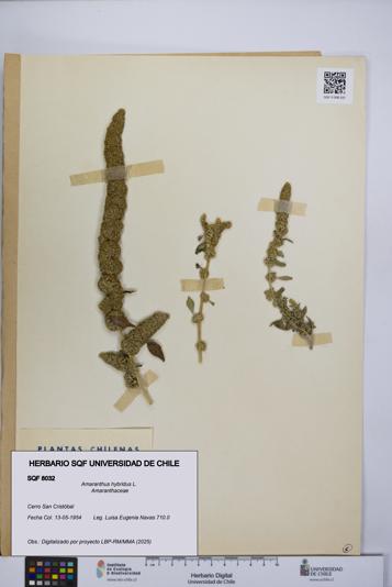 Amaranthus hybridus [Espécimen: UCH:SQF:0008032]