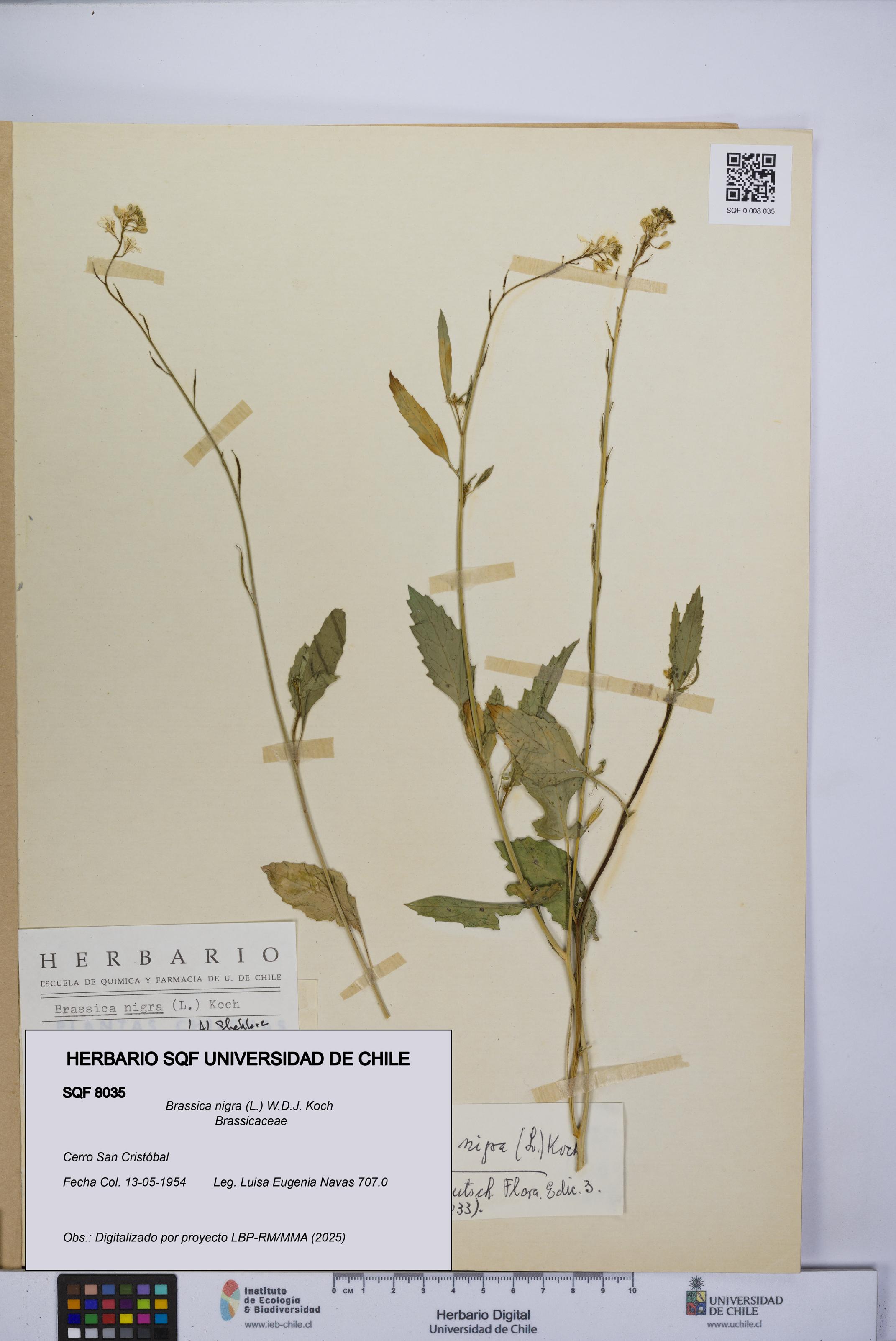 Brassica nigra [Espécimen: UCH:SQF:0008035]