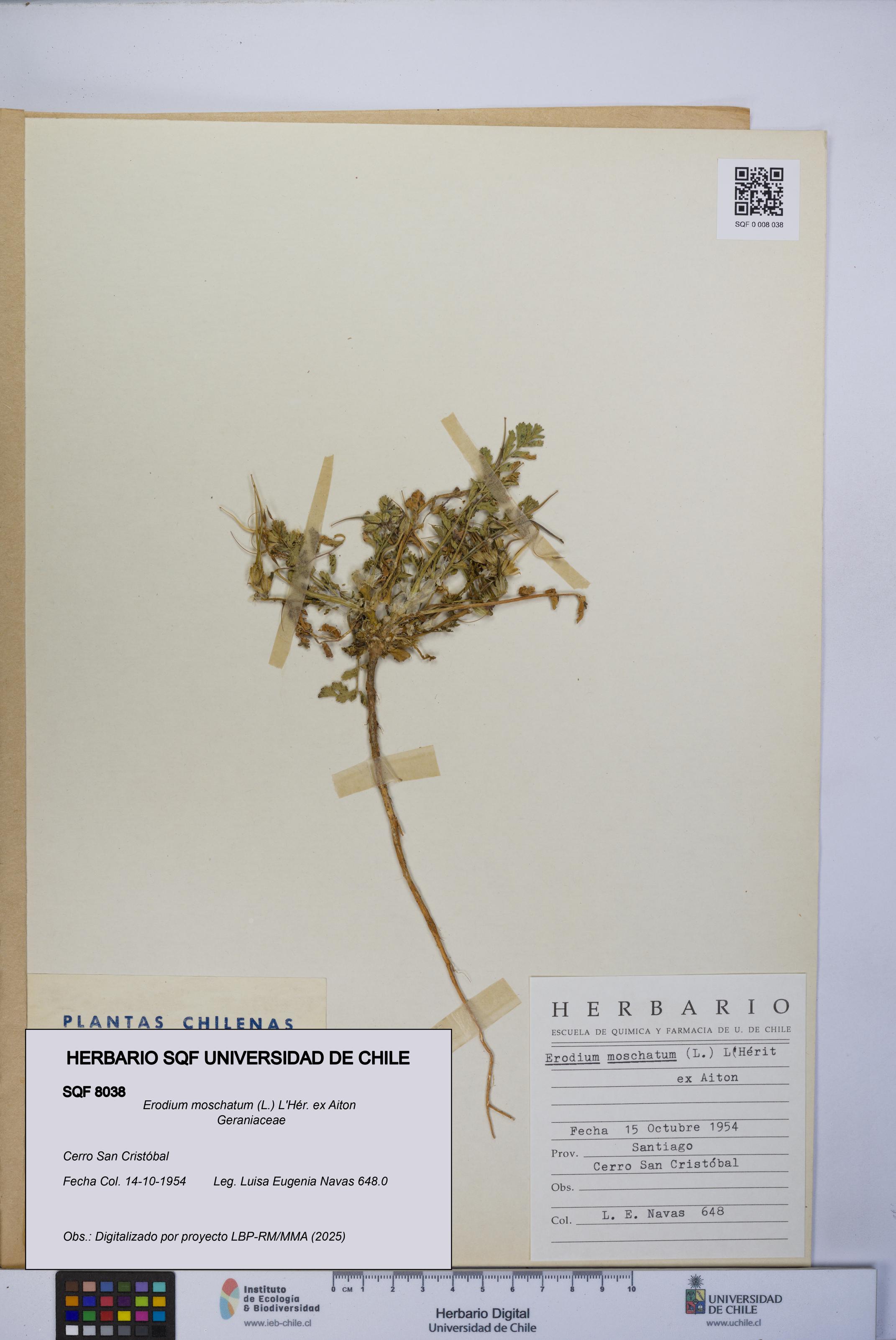 Erodium moschatum [Espécimen: UCH:SQF:0008038]