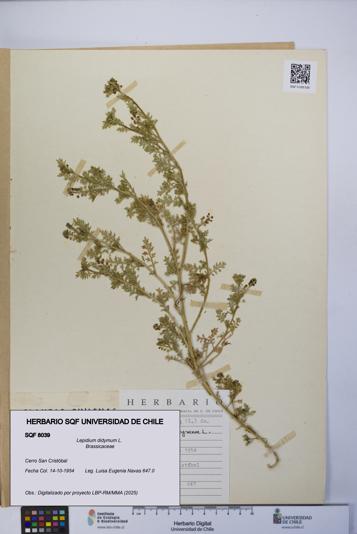 Lepidium didymum [Espécimen: UCH:SQF:0008039]