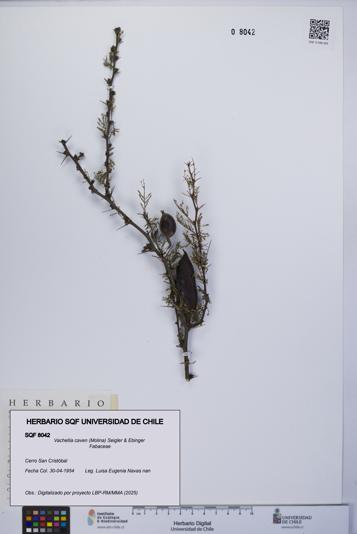 Vachellia caven [Espécimen: UCH:SQF:0008042]