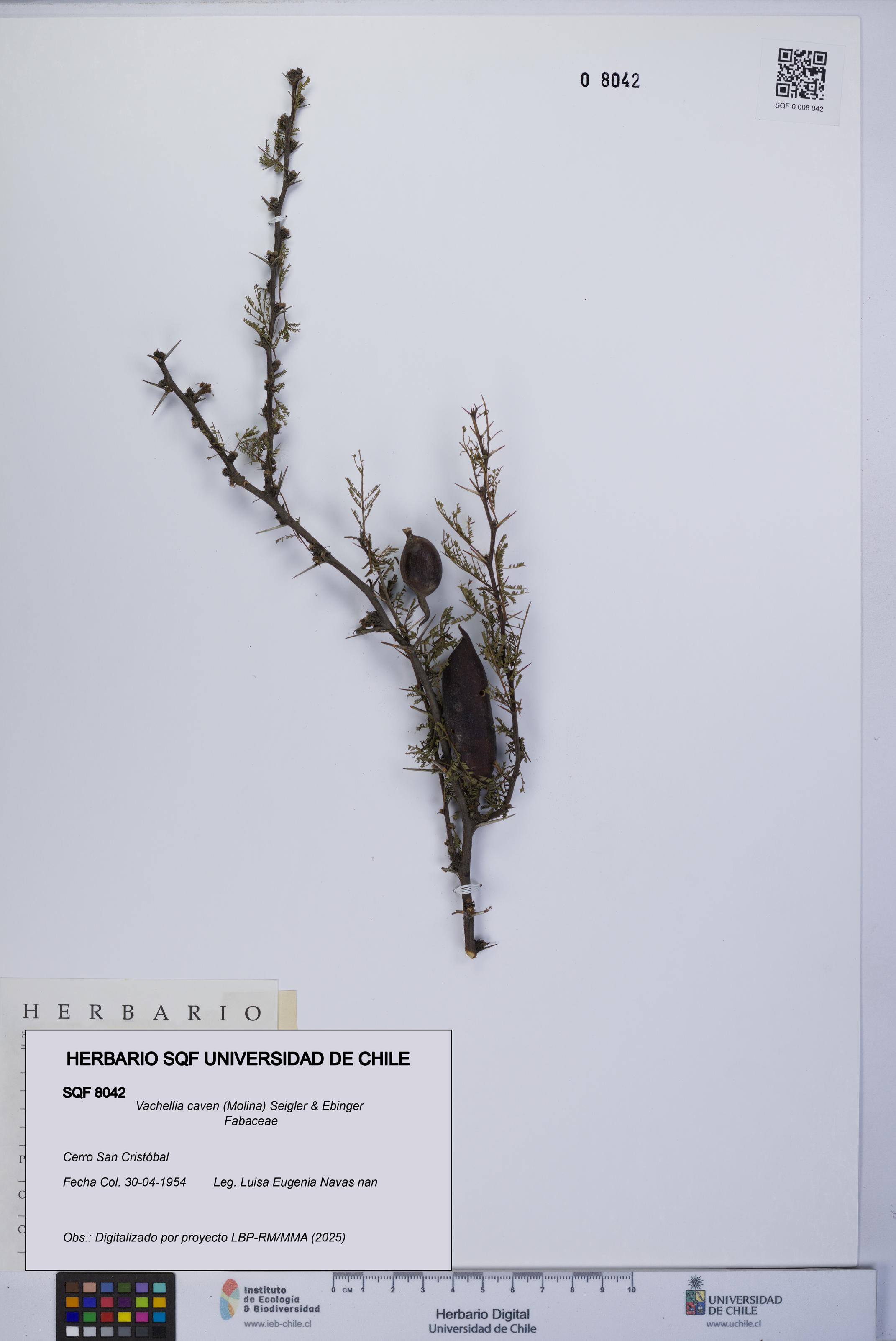 Vachellia caven [Espécimen: UCH:SQF:0008042]