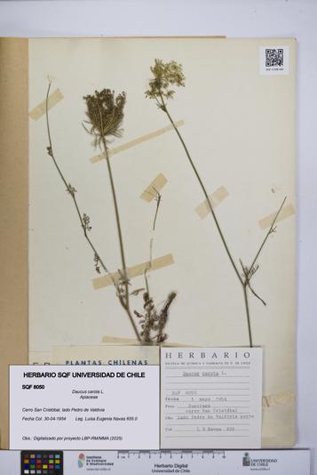Daucus carota [Espécimen: UCH:SQF:0008050]