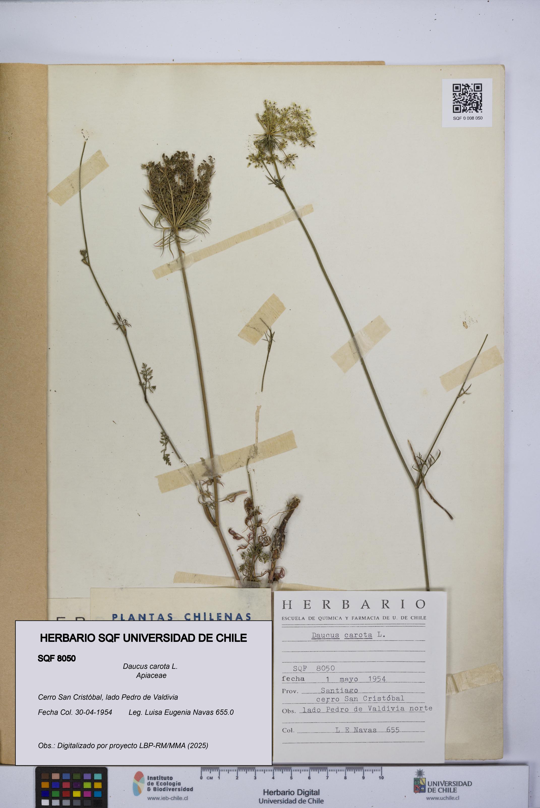 Daucus carota [Espécimen: UCH:SQF:0008050]