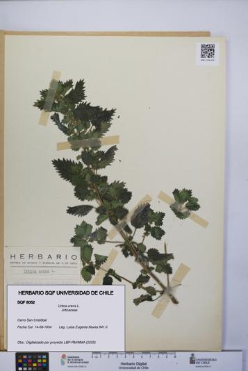 Urtica urens [Espécimen: UCH:SQF:0008052]