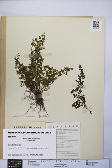 Adiantum excisum [Espécimen: UCH:SQF:0008056]