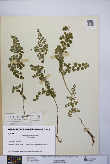 Adiantum chilense [Espécimen: UCH:SQF:0008057]