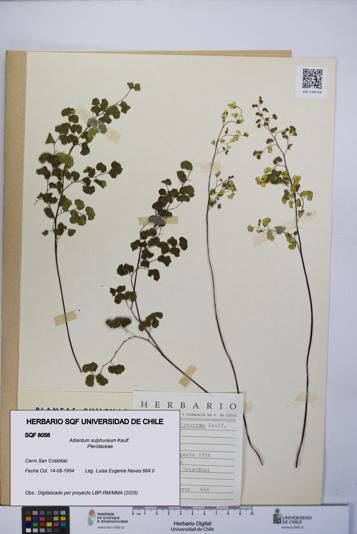 Adiantum sulphureum [Espécimen: UCH:SQF:0008058]