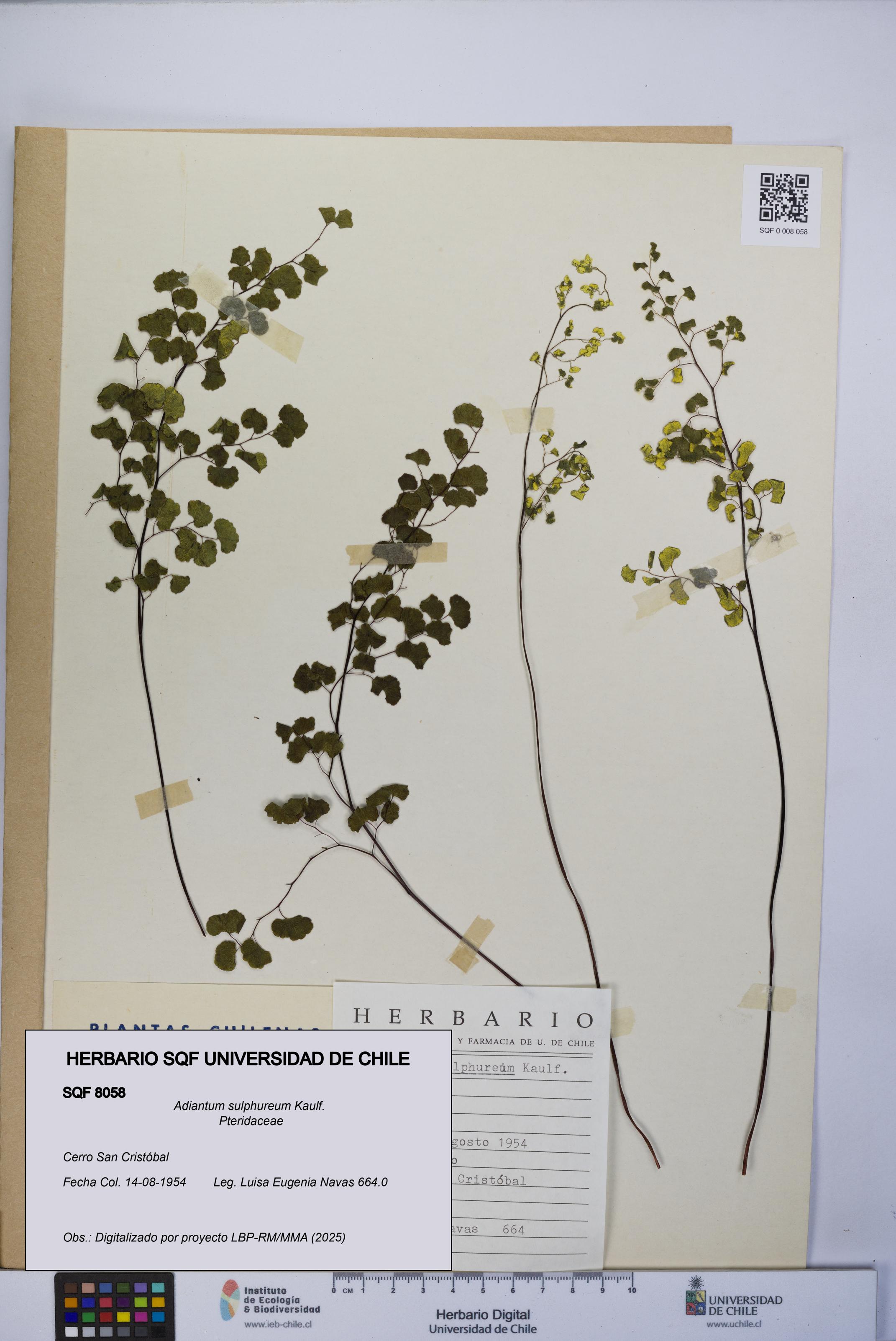 Adiantum sulphureum [Espécimen: UCH:SQF:0008058]