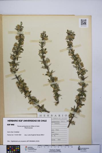 Trevoa quinquenervia [Espécimen: UCH:SQF:0008062]