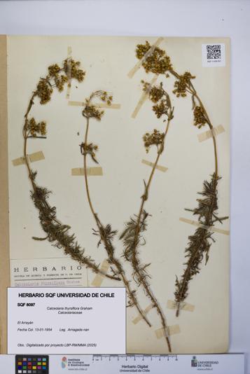 Calceolaria thyrsiflora [Espécimen: UCH:SQF:0008097]