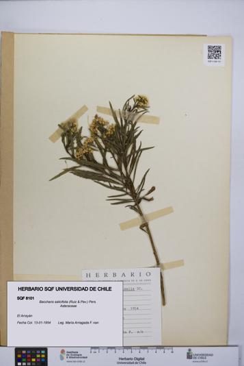 Baccharis salicifolia [Espécimen: UCH:SQF:0008101]