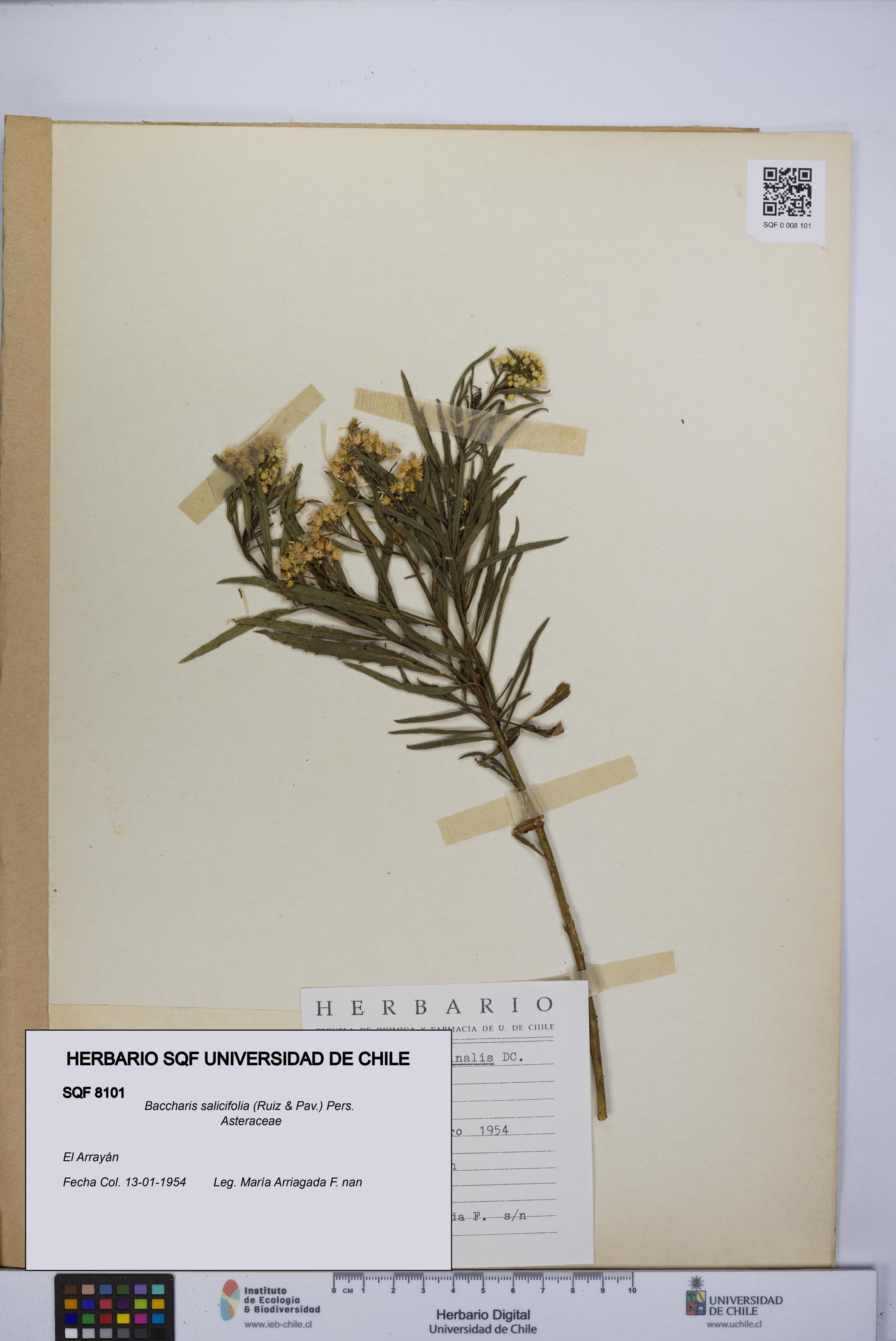 Baccharis salicifolia [Espécimen: UCH:SQF:0008101]