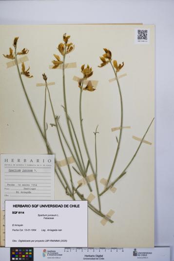 Spartium junceum [Espécimen: UCH:SQF:0008114]
