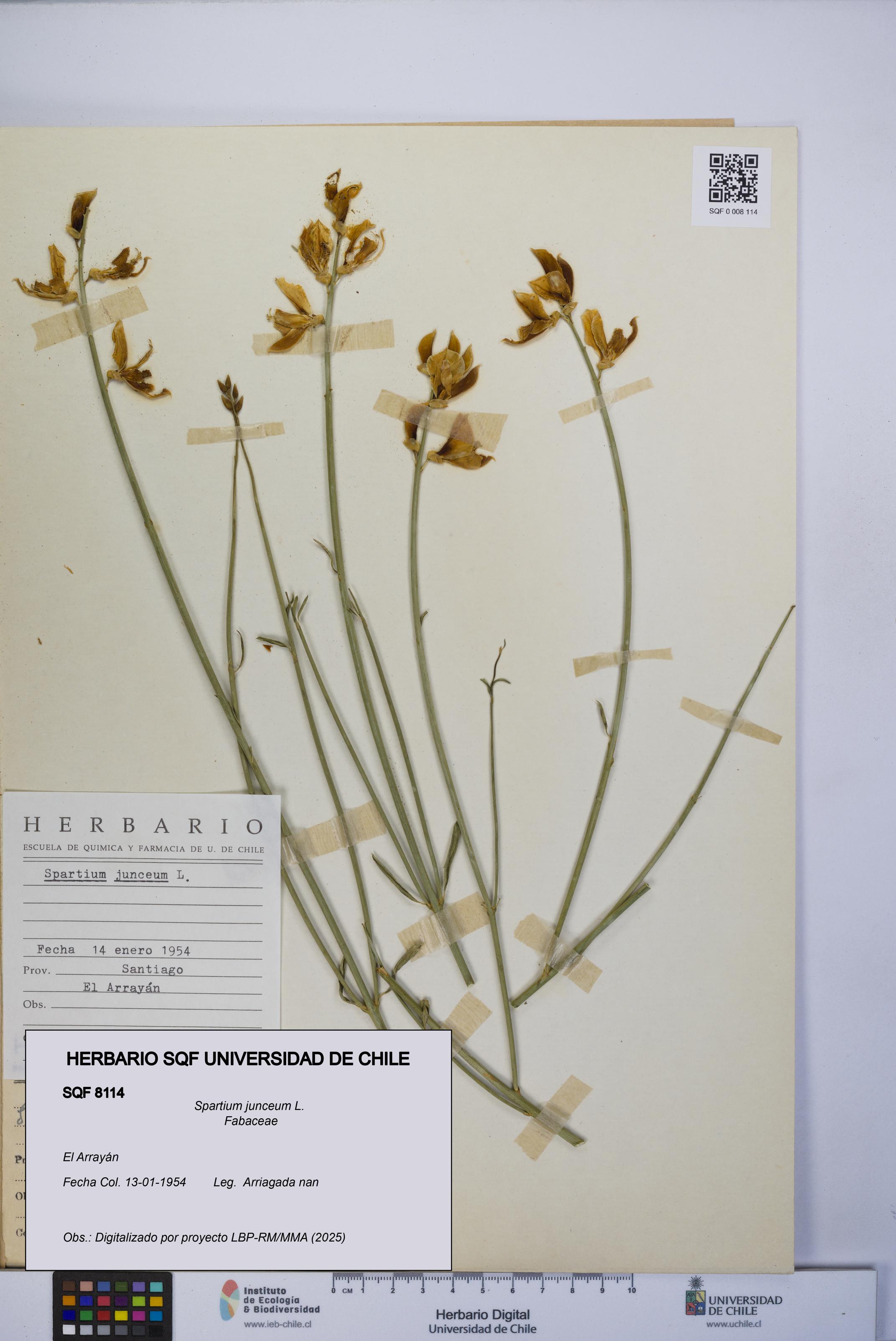 Spartium junceum [Espécimen: UCH:SQF:0008114]