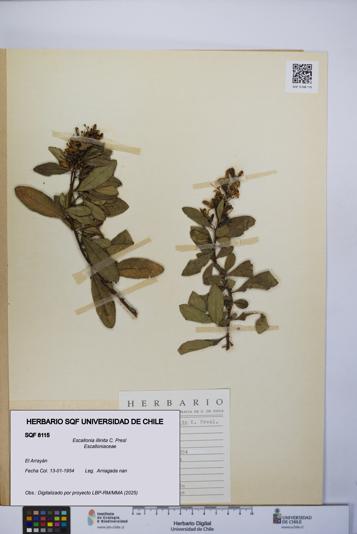 Escallonia illinita [Espécimen: UCH:SQF:0008115]