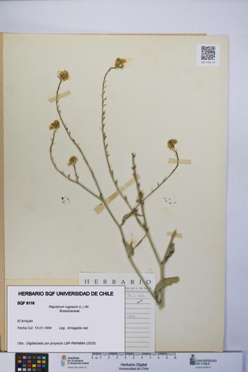 Rapistrum rugosum [Espécimen: UCH:SQF:0008116]