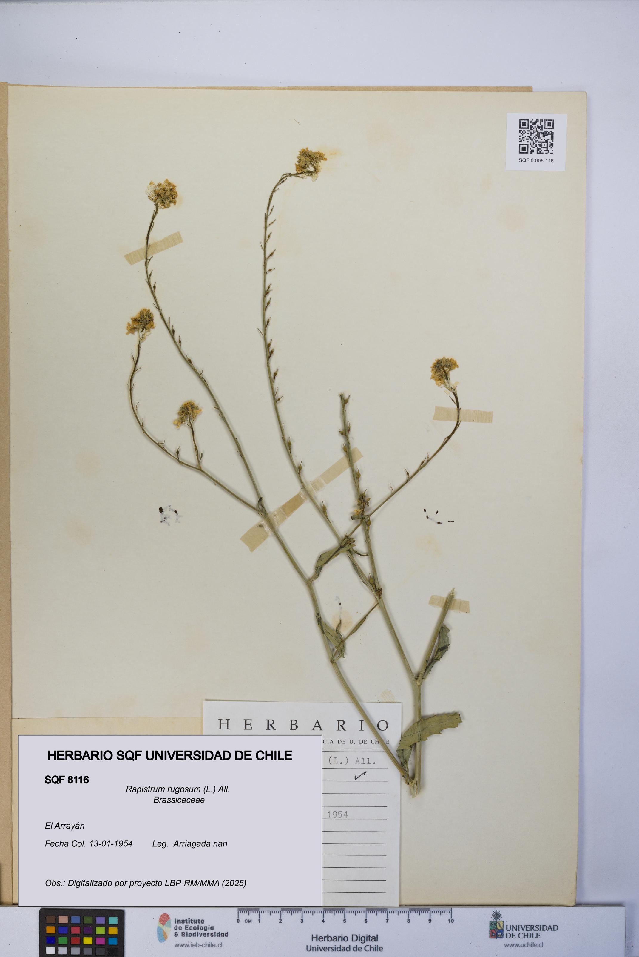 Rapistrum rugosum [Espécimen: UCH:SQF:0008116]