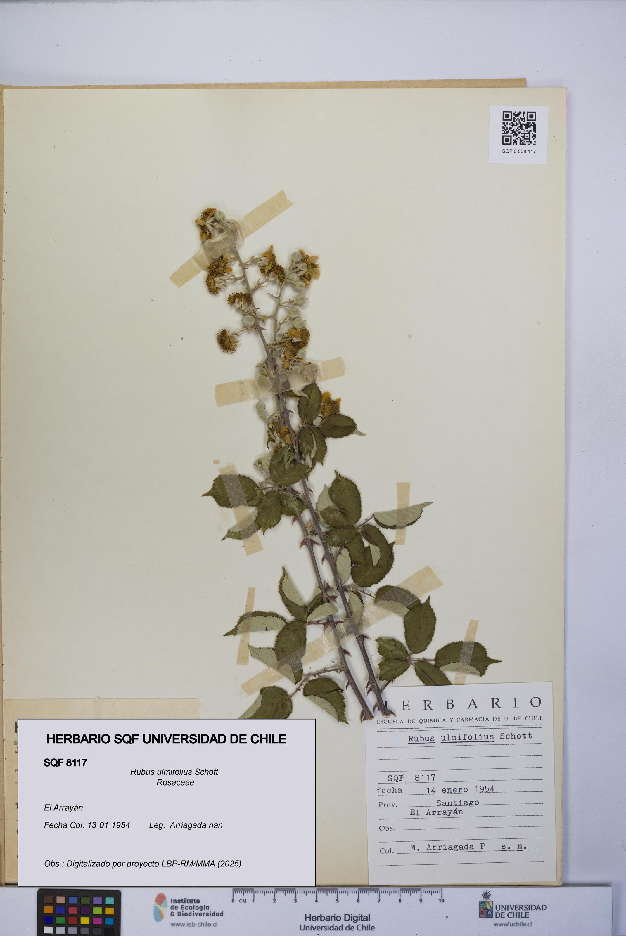 Rubus ulmifolius [Espécimen: UCH:SQF:0008117]