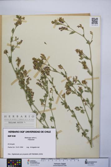Medicago sativa [Espécimen: UCH:SQF:0008120]