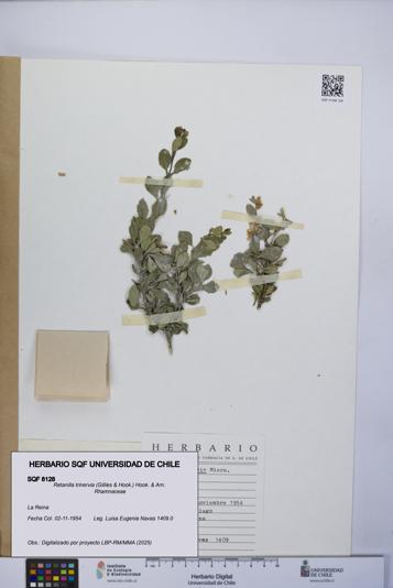 Retanilla trinervia [Espécimen: UCH:SQF:0008128]