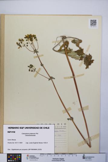 Calceolaria pratensis [Espécimen: UCH:SQF:0008132]
