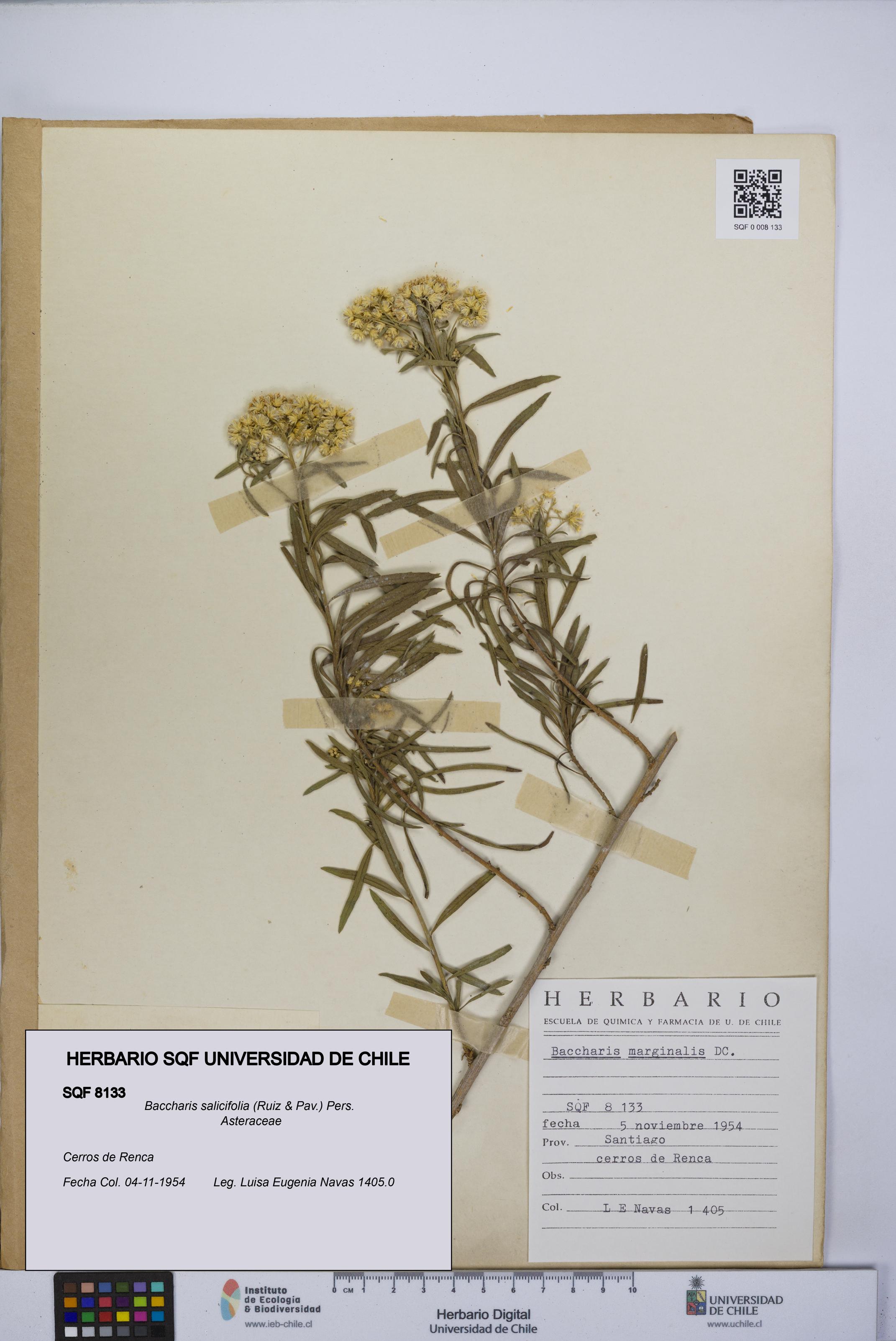 Baccharis salicifolia [Espécimen: UCH:SQF:0008133]