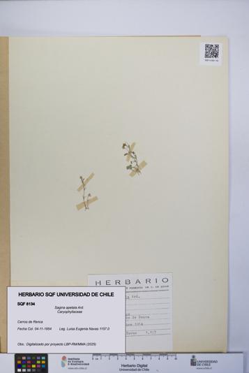 Sagina apetala [Espécimen: UCH:SQF:0008134]