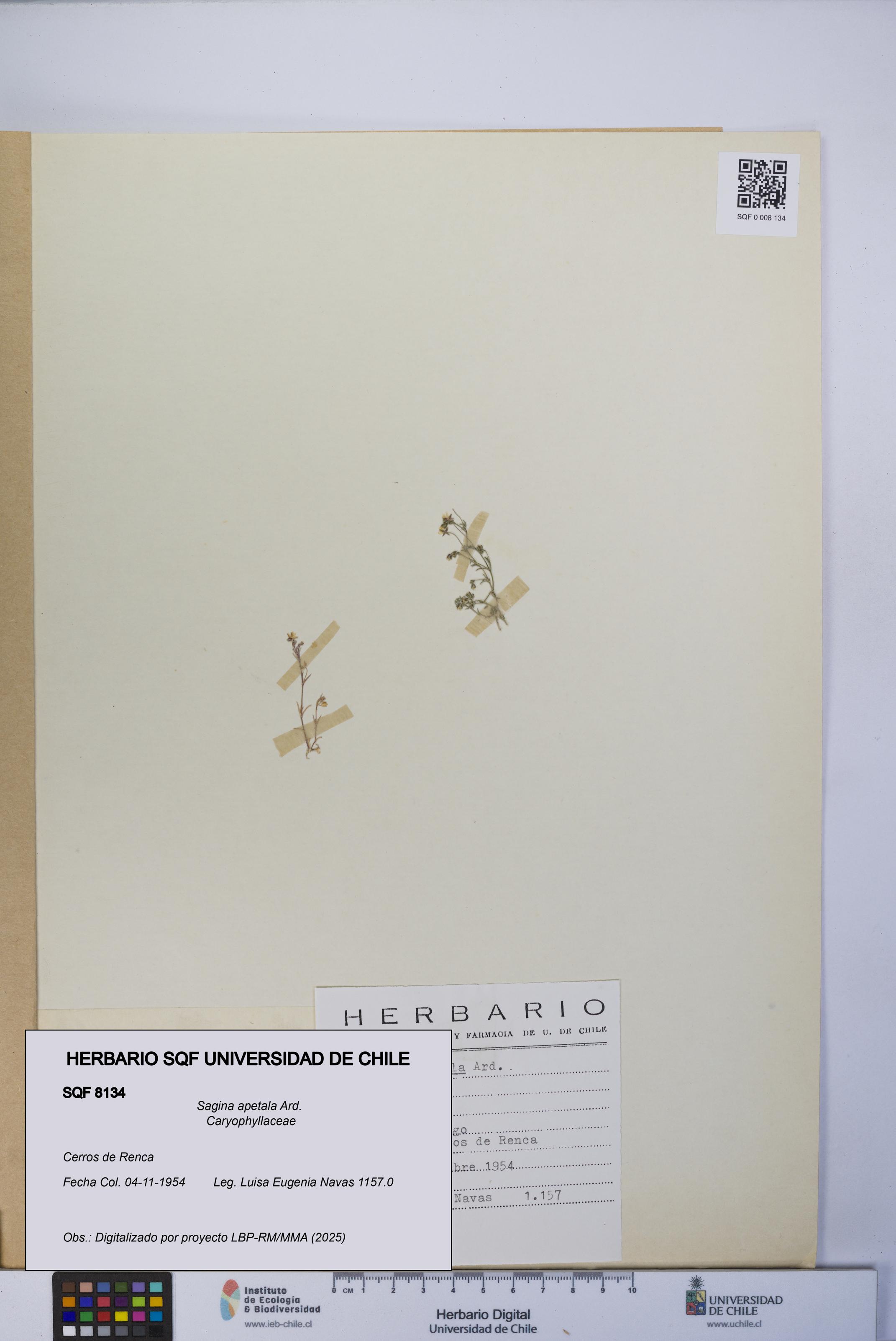 Sagina apetala [Espécimen: UCH:SQF:0008134]