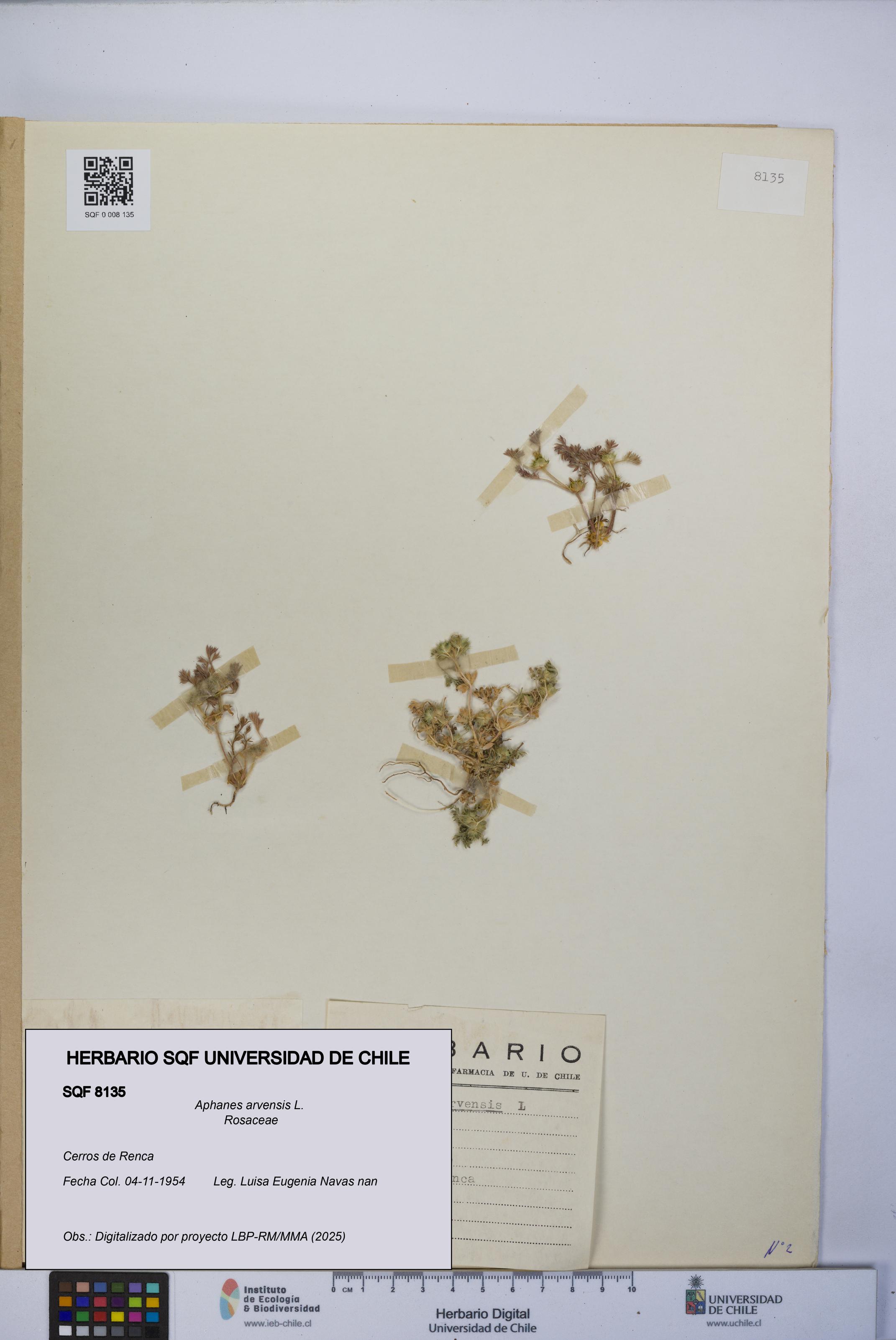 Aphanes arvensis [Espécimen: UCH:SQF:0008135]