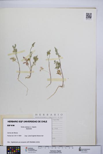 Torilis nodosa [Espécimen: UCH:SQF:0008136]