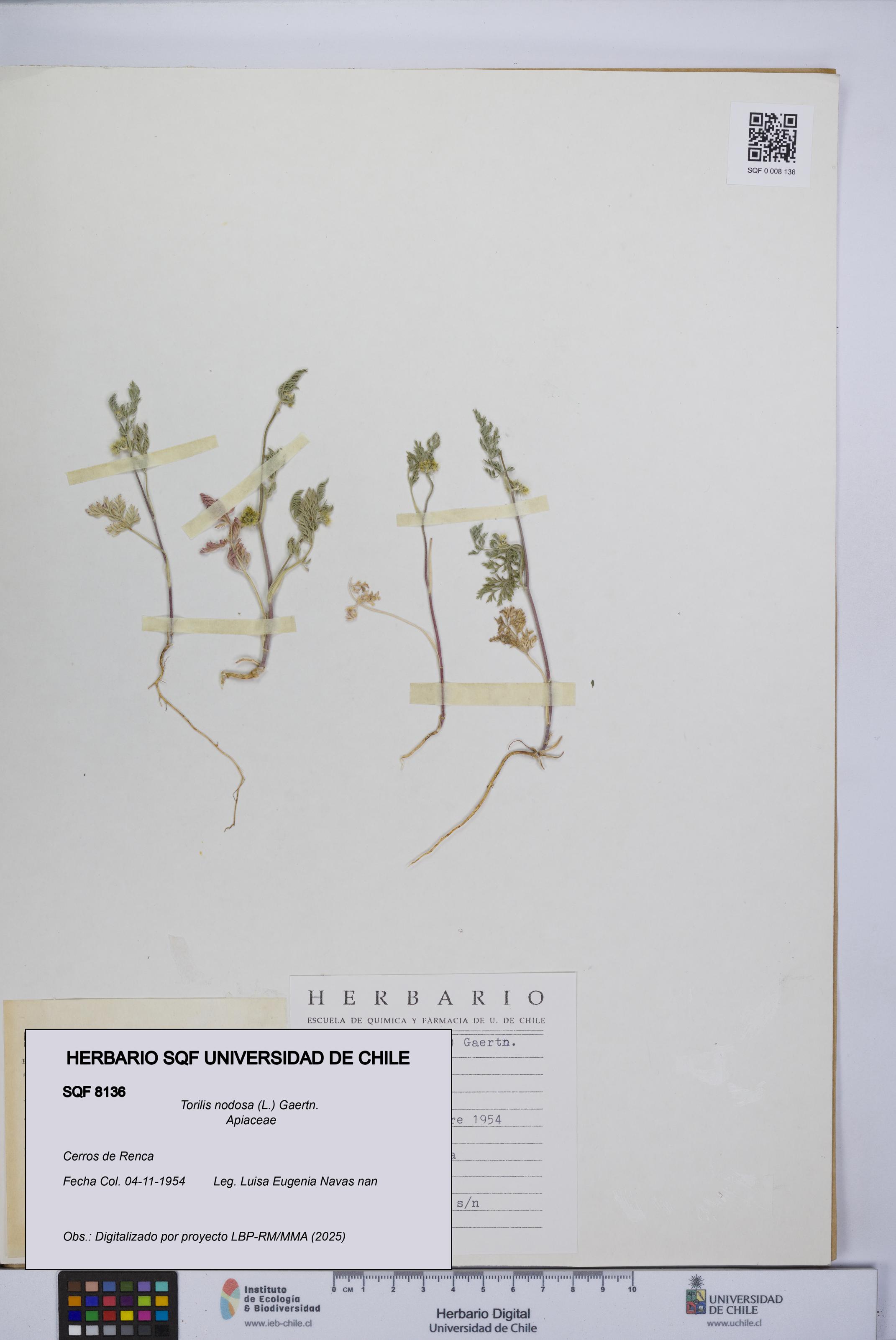 Torilis nodosa [Espécimen: UCH:SQF:0008136]