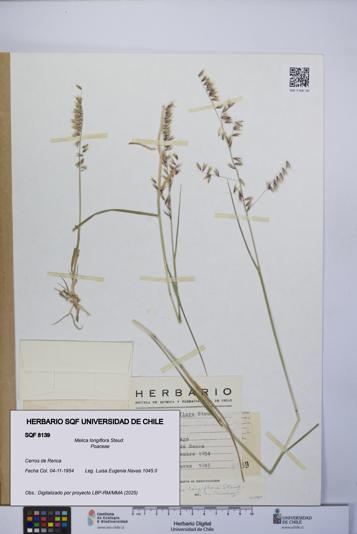 Melica longiflora [Espécimen: UCH:SQF:0008139]