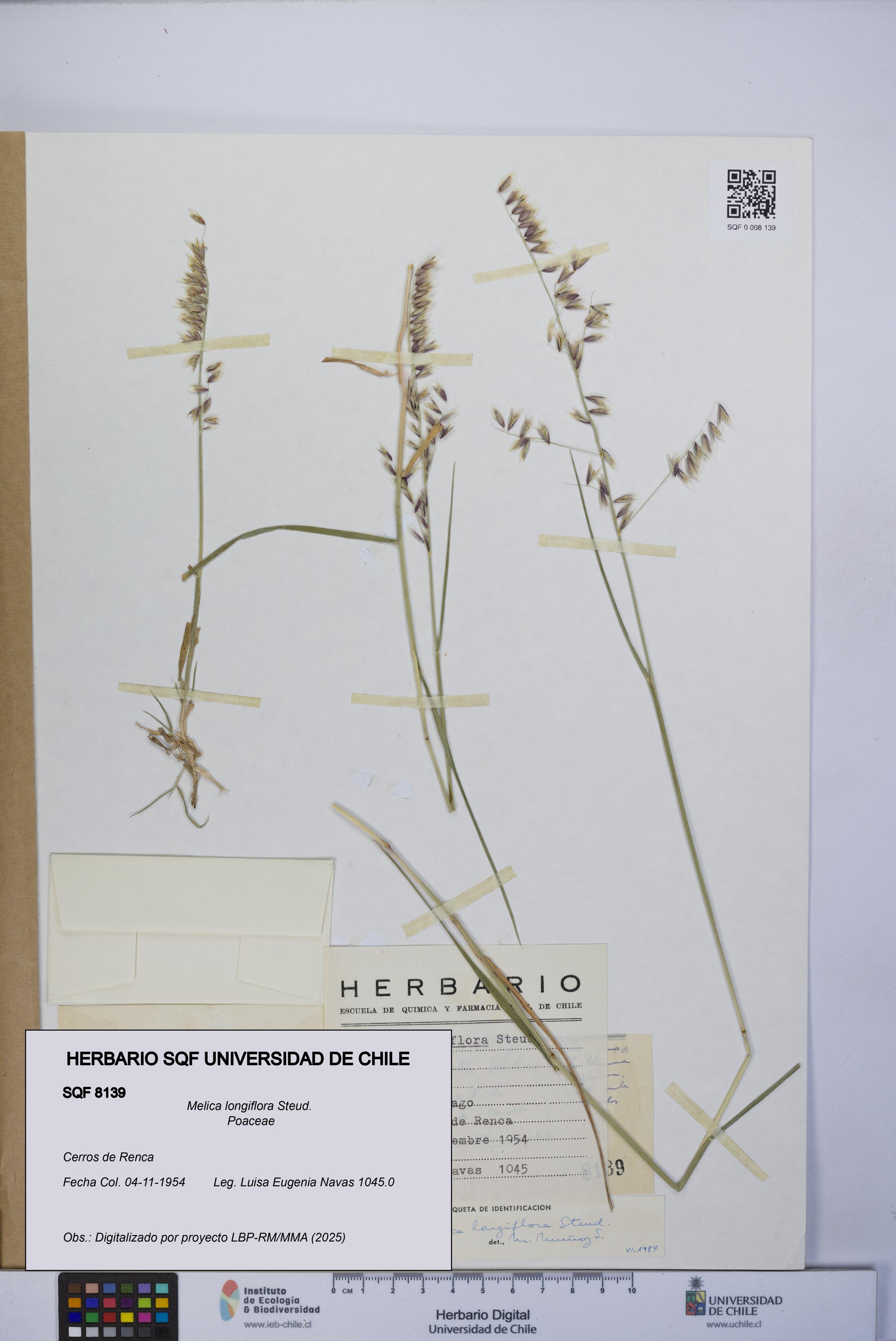 Melica longiflora [Espécimen: UCH:SQF:0008139]