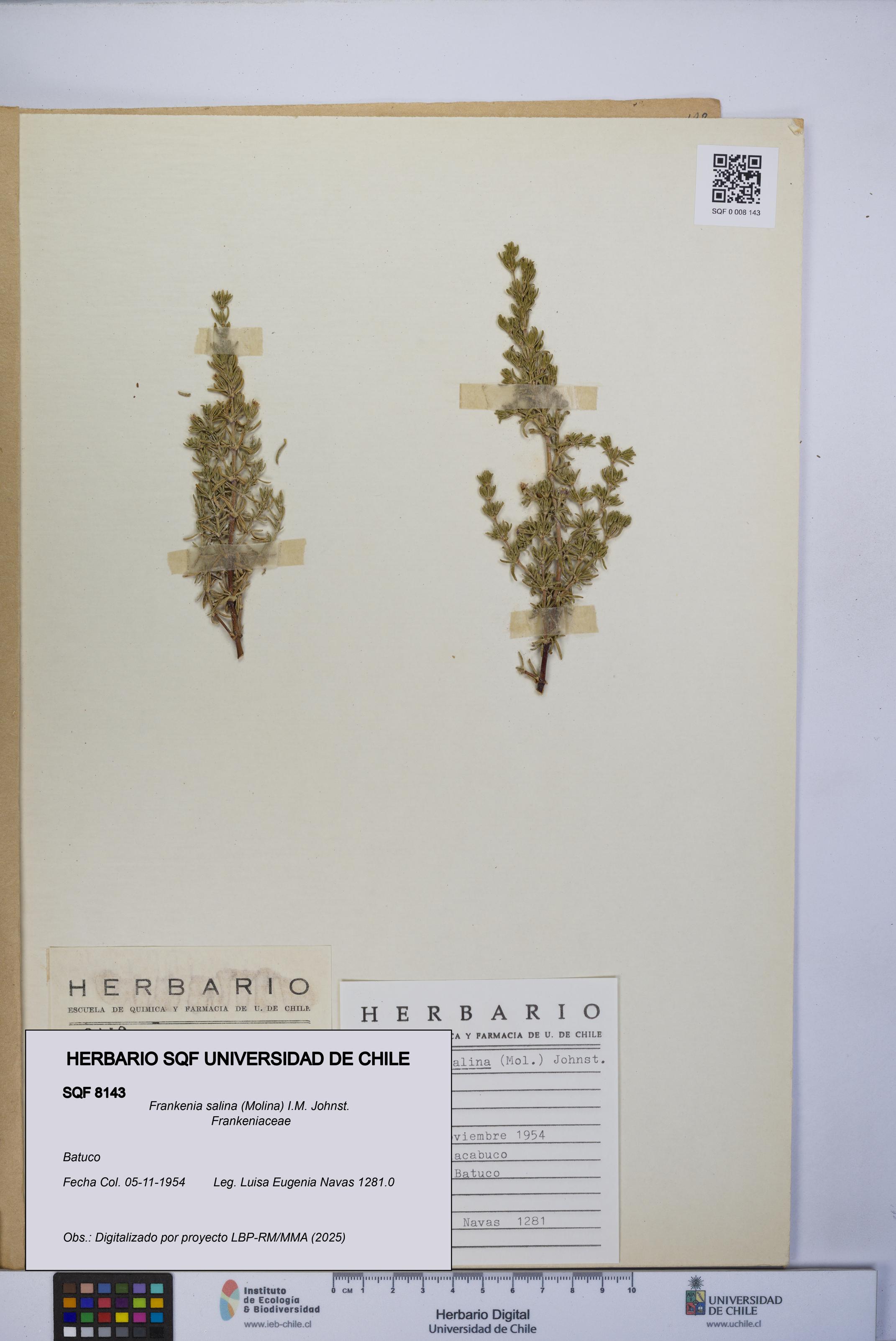 Frankenia salina [Espécimen: UCH:SQF:0008143]