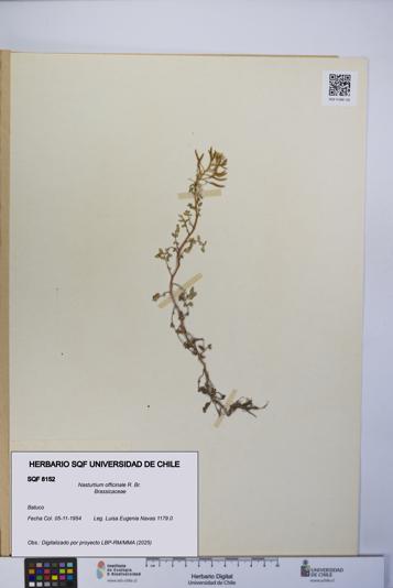 Nasturtium officinale [Espécimen: UCH:SQF:0008152]