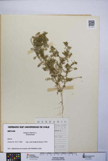 Lepidium didymum [Espécimen: UCH:SQF:0008154]