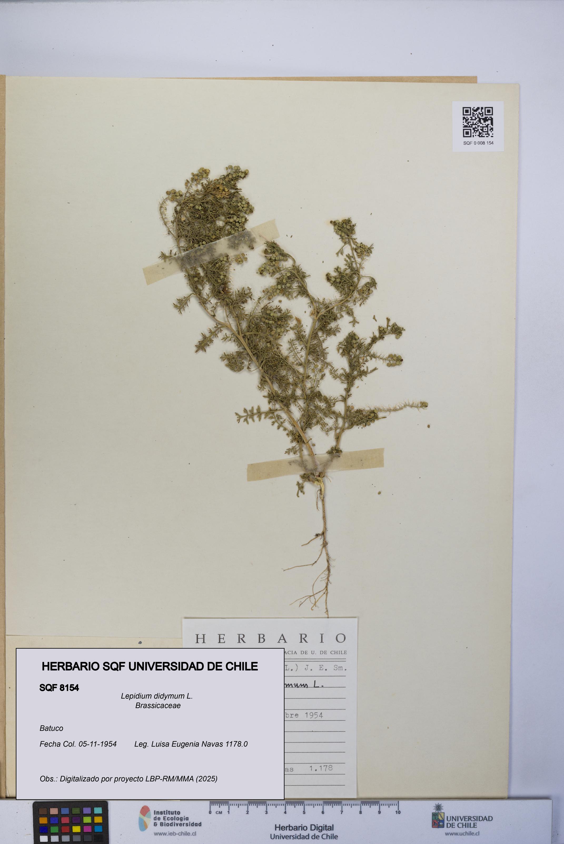 Lepidium didymum [Espécimen: UCH:SQF:0008154]